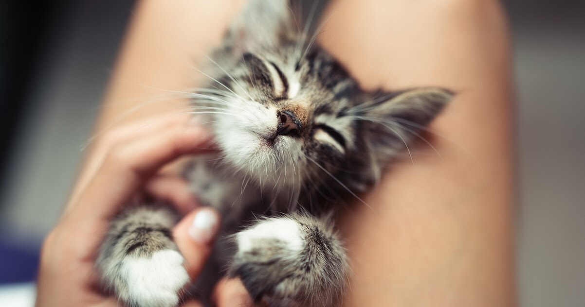 4 tips om je nieuwe kitten gerust te stellen